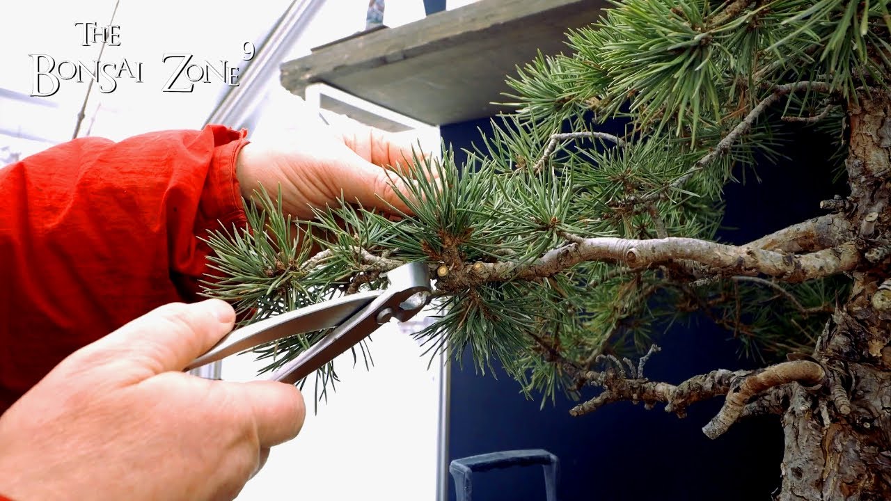 Winter Pruning my 60th Birthday Scots Pine, The Bonsai Zone, Dec 2022