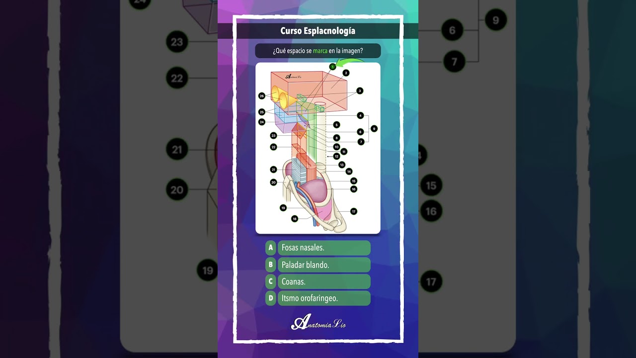 Coanas (orificio nasal posterior)