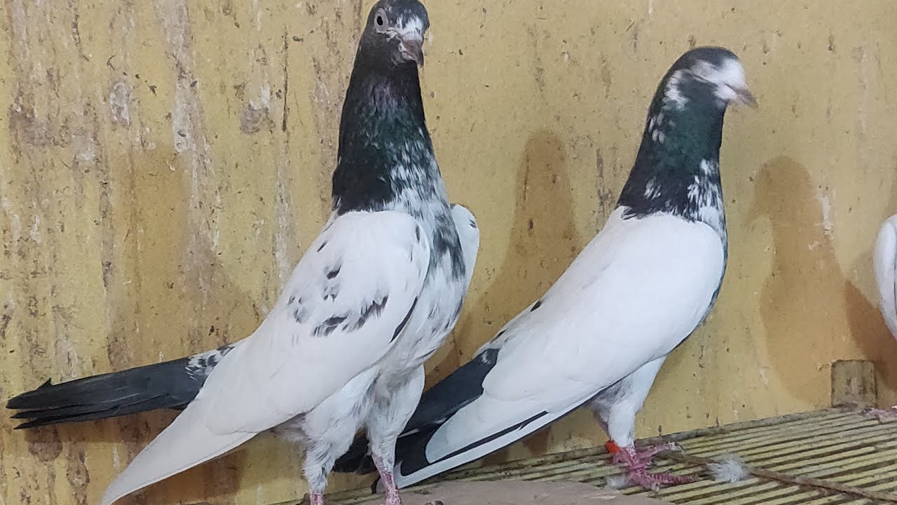 Teddy pigeons record holder of MD Islam Chittagong (Bangladesh)