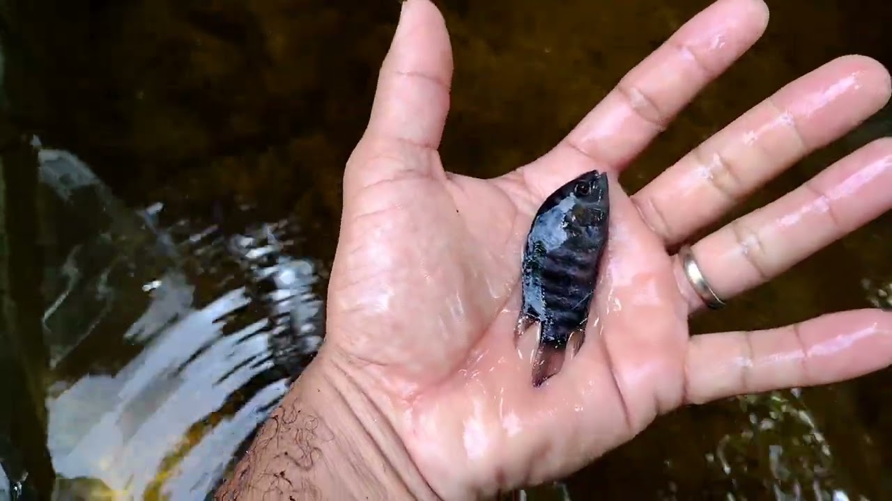 Reprodução Acara Zebra 🐟/ Colocando os Filhotes no tanque de Engorda 💪🏼😀