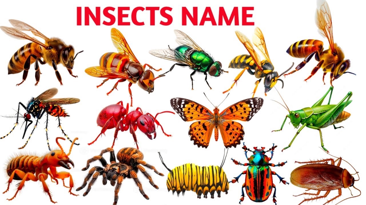 Insect Names for Kids | Bugs & Insects Name | Kids Education Video | বিভিন্ন ধরনের কীটপতঙ্গের নাম |