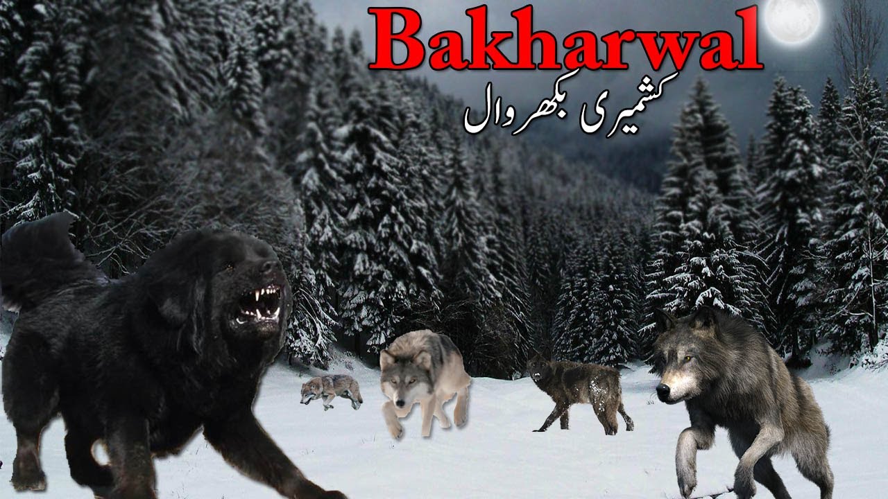 Bakharwal Dog Facts || Information about bakharwal dog || Dog Food , Health , Price
