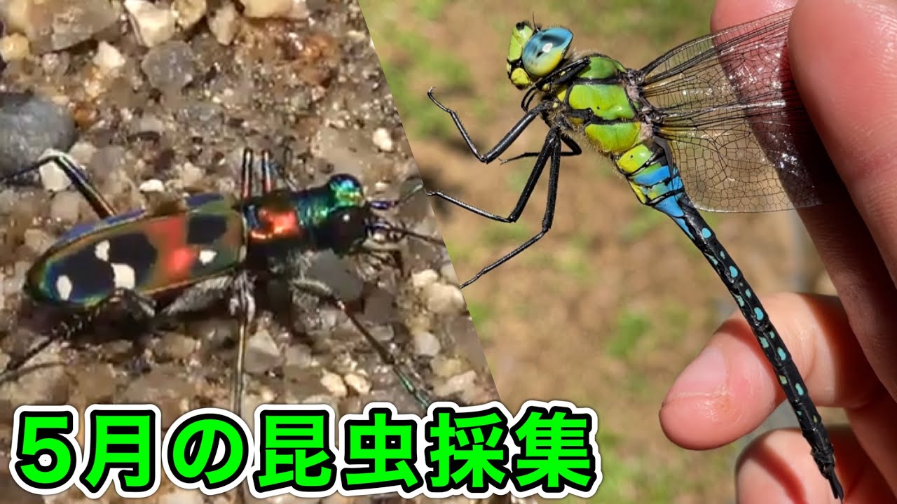 5月の山で昆虫採集してたら色んな昆虫に出会えた！