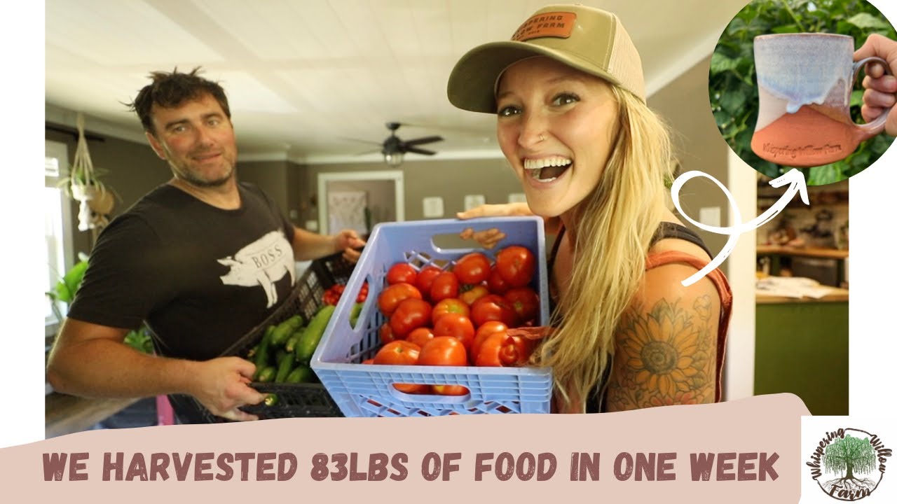 We HARVESTED 83lb of FOOD in ONE WEEK! (BIG announcement)