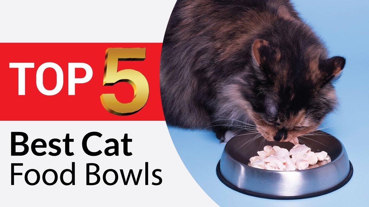Top 5 Best Cat Food Bowls Reviews in 2026