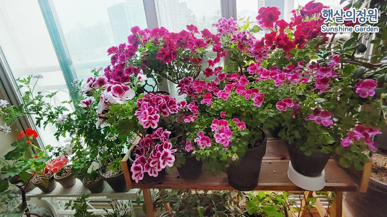 묵은둥이 제라늄 멋지게 키우는방법 소개해드릴게요 #제라늄 #리갈제라늄 #엔젤제라늄 #로즈제라늄