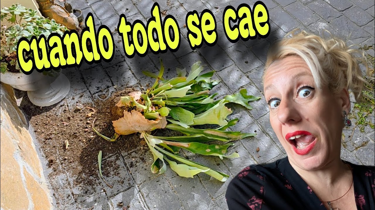 Mi HELECHO caído ...y la LECCIÓN de VIDA  🌿✨