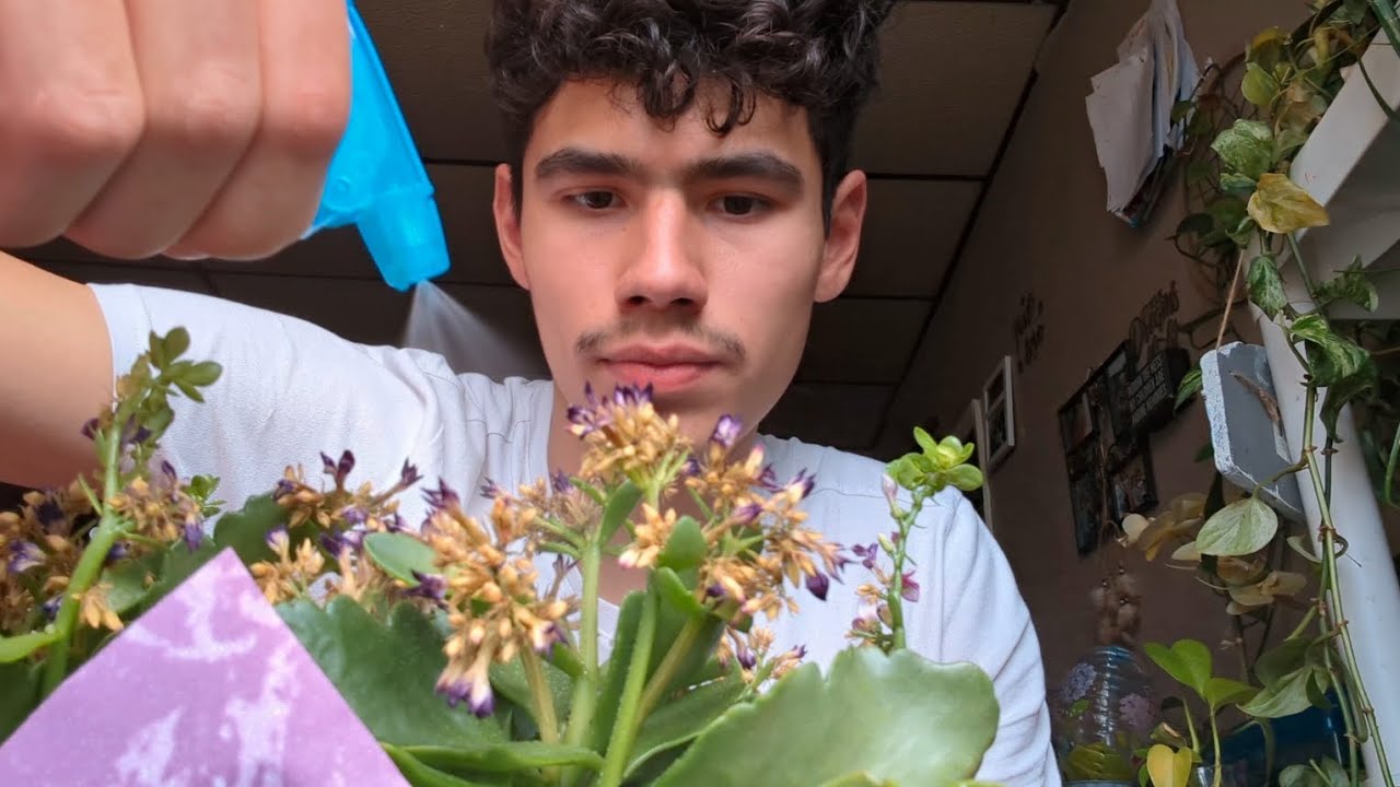 (ASMR), Watering My Plants Spray Bottle And Plant Sounds 🌿🌿🌿