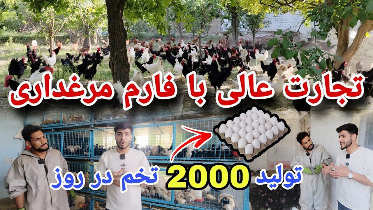 گذارش ویژه از یک فارم بزرگ مرغداری در شهر کابل و تولیدات عالی این فارم || شرکت مرغداری فقیری