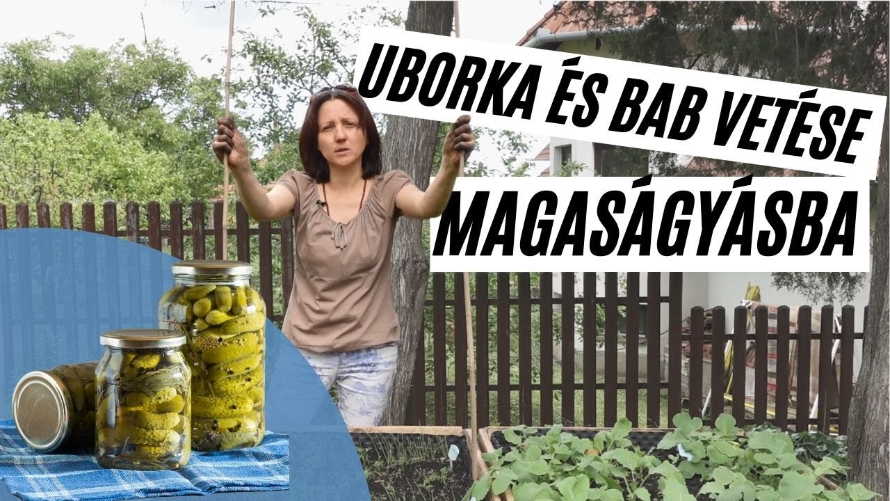 Így készül a legjobb kovászos uborka alapanyag - bab és uborka vetés magaságyásba  I  Kreatív Farmer