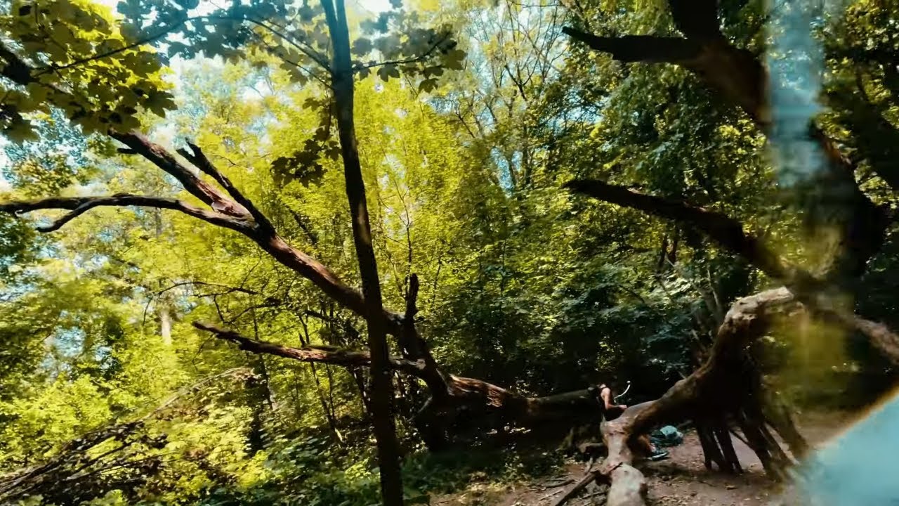 Unleashing the Wild: Immersive FPV Journey through Enchanting Forests
