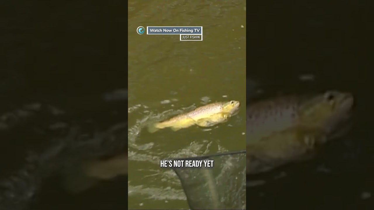 Fat Brown Trout while Chub fishing - &lsquo;Just Fishin&rsquo; on Fishing TV