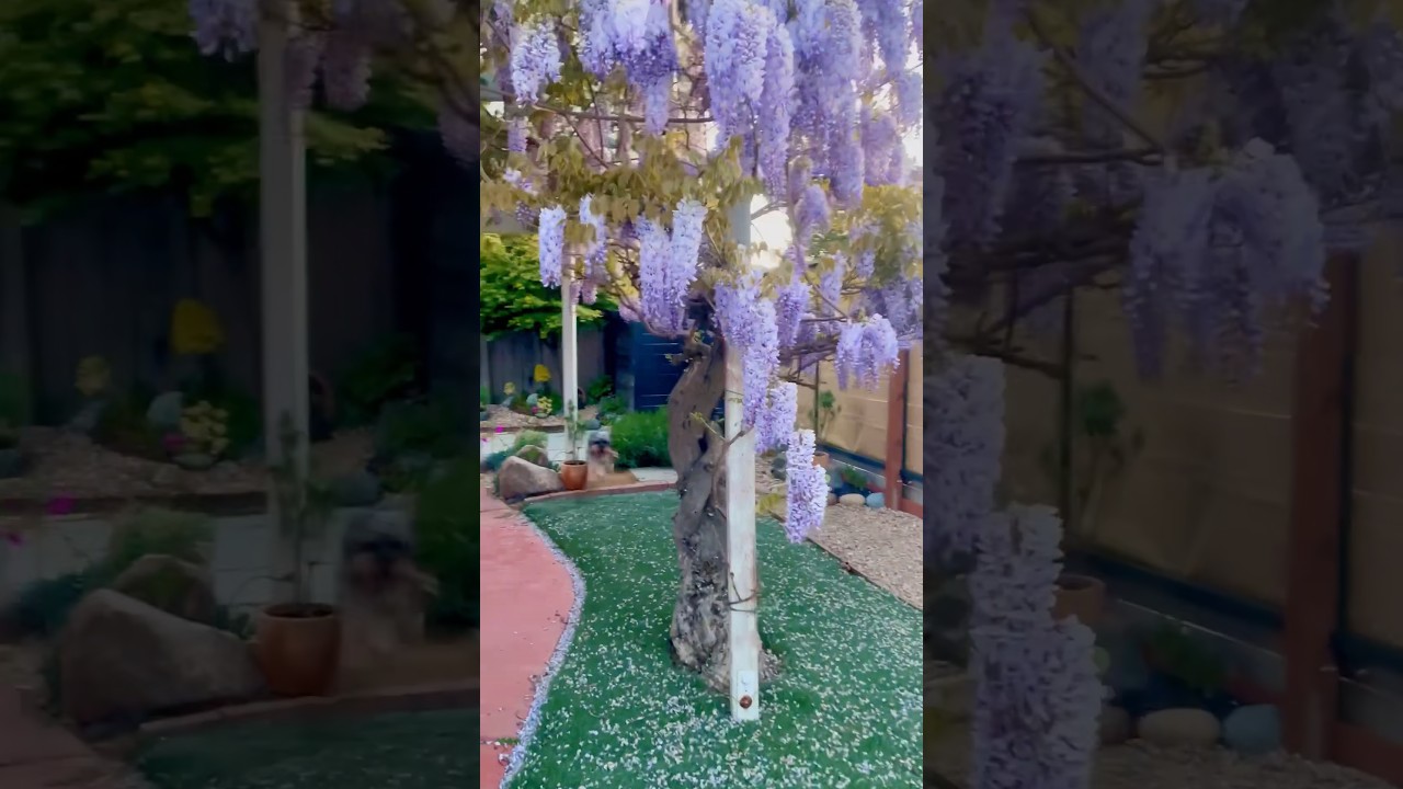 BLOOMING WISTERIA TREE | BACKYARD LANDSCAPE #MomZeeJen #MomZeeGarden #succulents #superbloom
