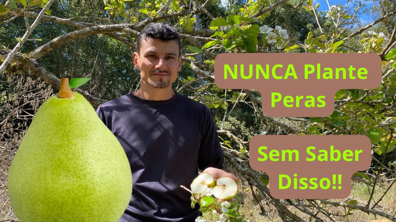 Tudo sobre Pêras! Passo a passo - Das variedades ao plantio!