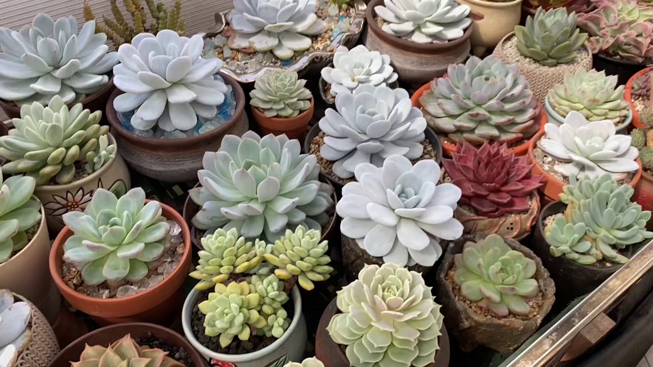 My 3 types of watering method