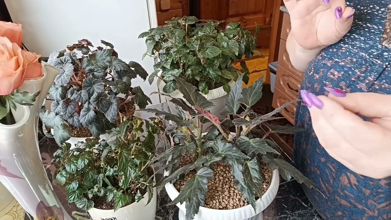 🌸Когда прятать ножницы? 😆Формирование бегонии и фуксии🌸