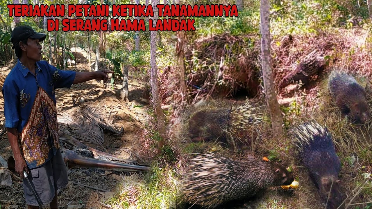 PENGENDALIAN HAMA LANDAK TERBAIK#shorts #viralvideo #survival #animals