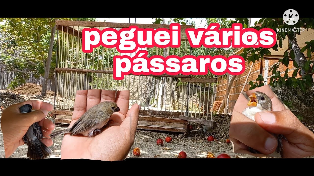 pegando pássaros no quintal de casa sem alçapão.