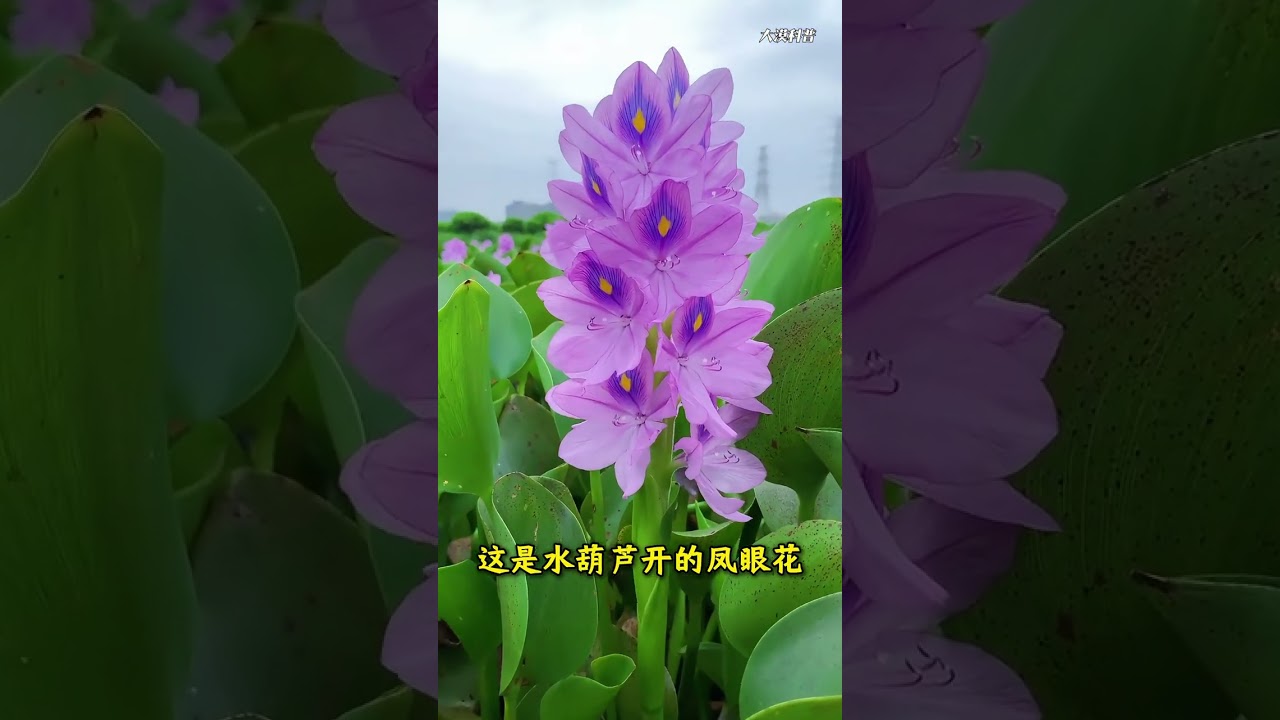 一口气带你认识79种不常见的花，每一种都有独属于自己的美丽
