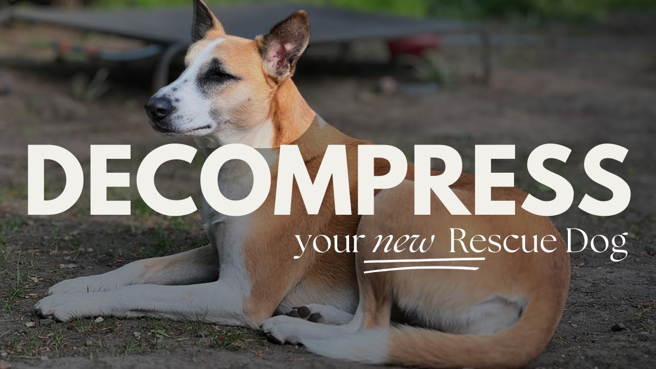 Rescue Dog Decompression: The Tips You NEED