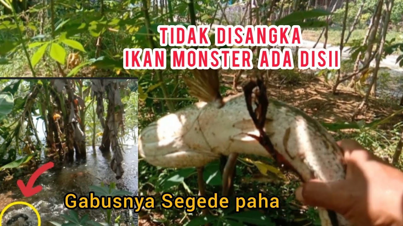 MENEMBAK IKAN GABUS PAKE SENAPAN ANGIN.