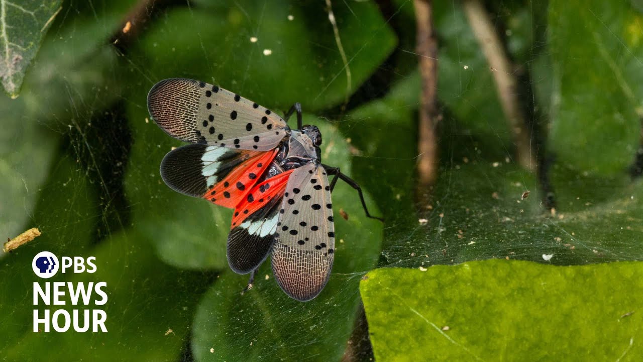 East Coast vineyards threatened by invasive spotted lanternflies