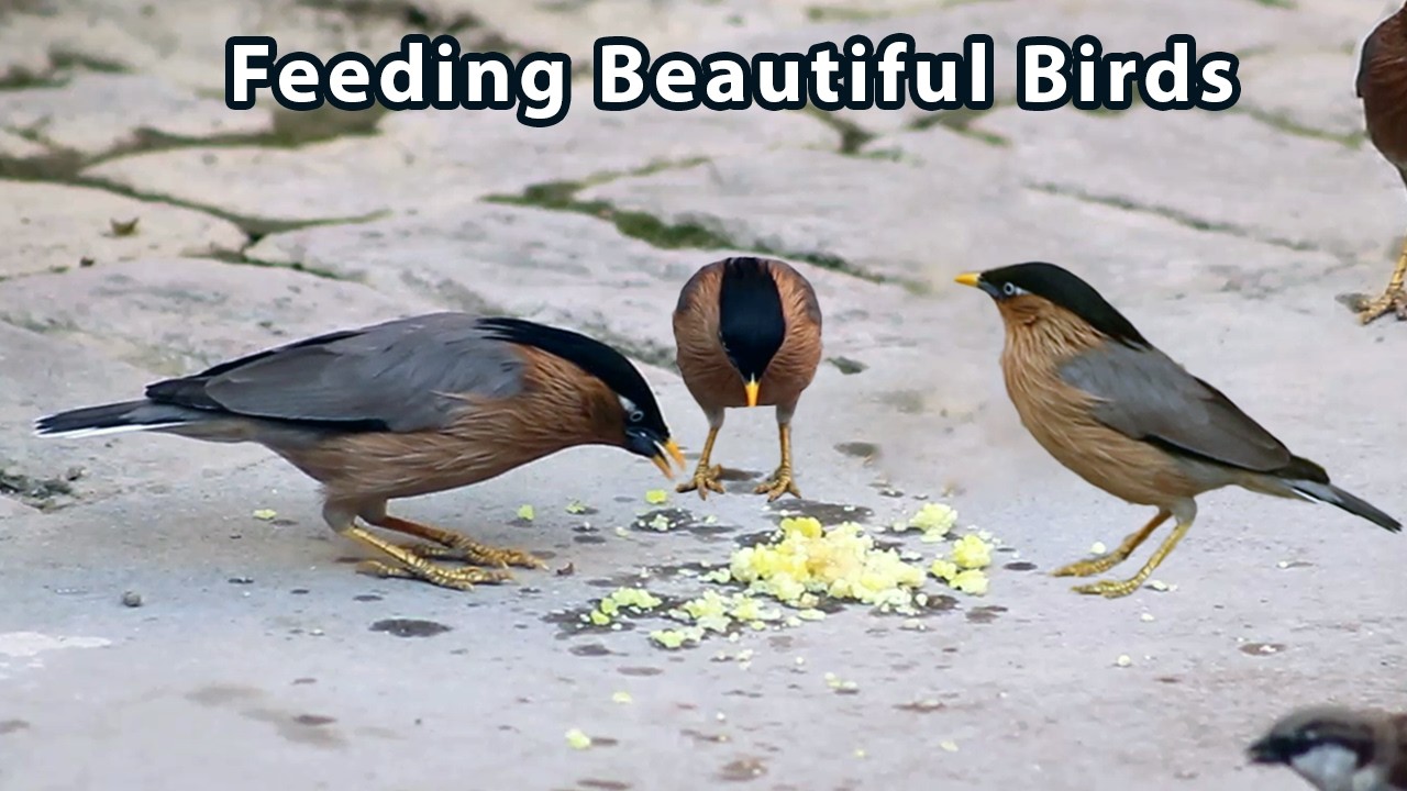 How to Attract Birds to Your Yard || Feeding Wild Bird at Home || Birds Feeding Techniques