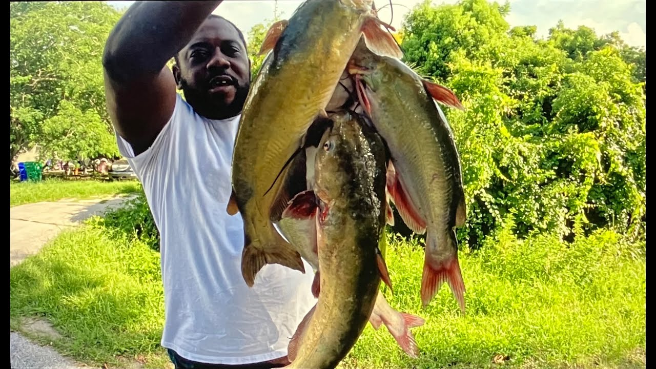 Huge Catfish (Catch Clean & Cook)