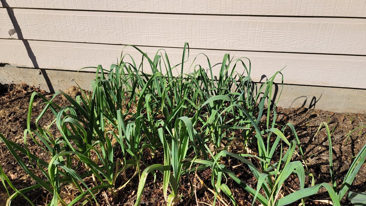 Current state of our backyard garden!