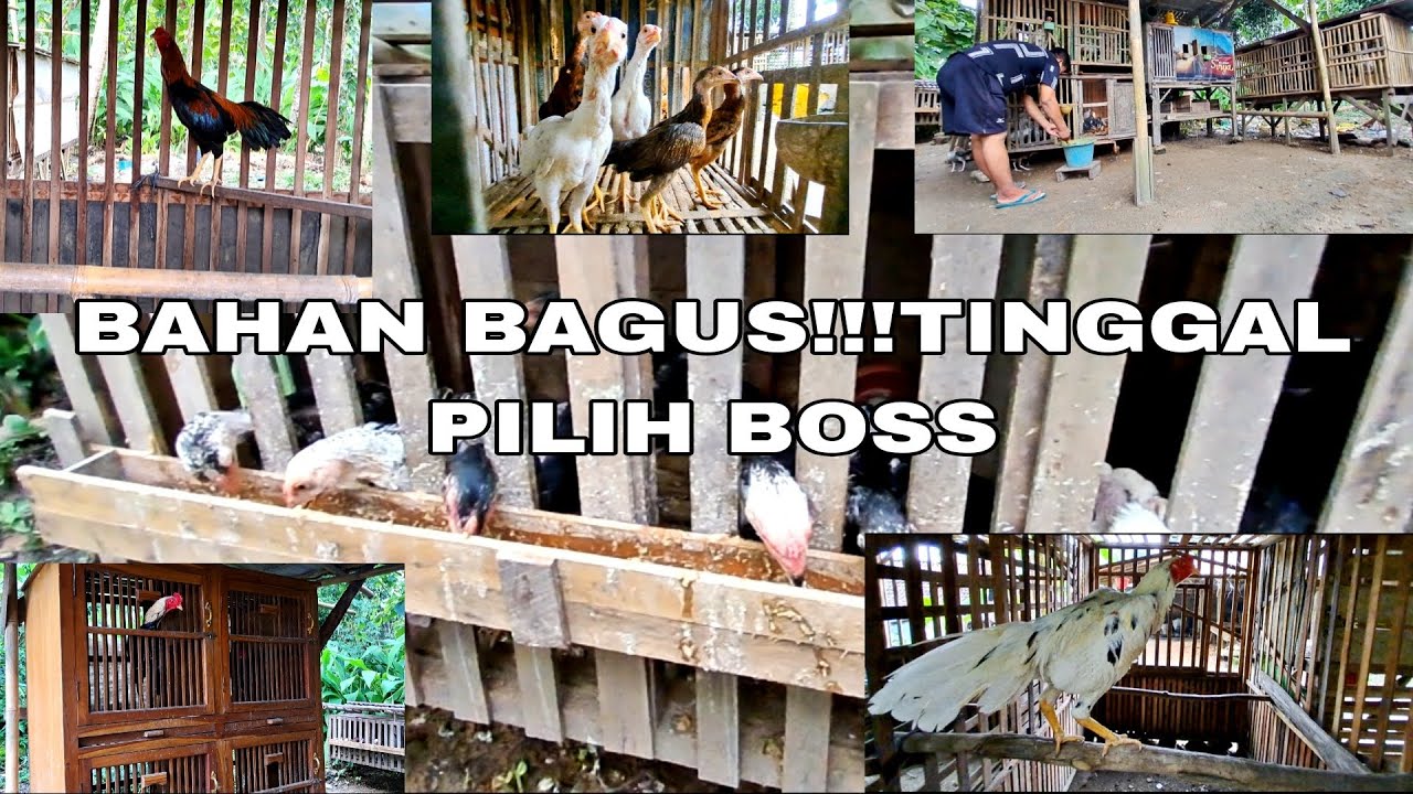 TINGGAL DI PILIH YA BOS!!! TRAH JELAS | JALUR PHAKOY DRUMBAND| PROSES PEMBESARAN AYAM BANGKOK|