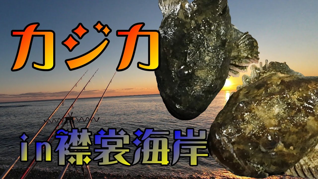 カジカ狙い釣行　in襟裳海岸