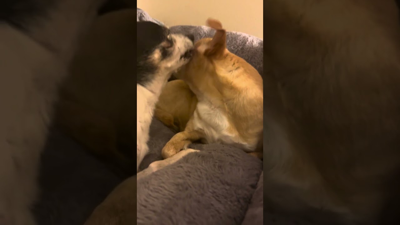 Poor Bailey wants to sleep!