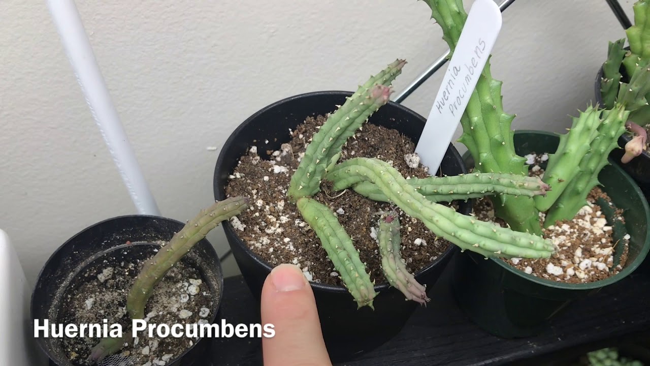 Stapelia And Huernia Plants Update