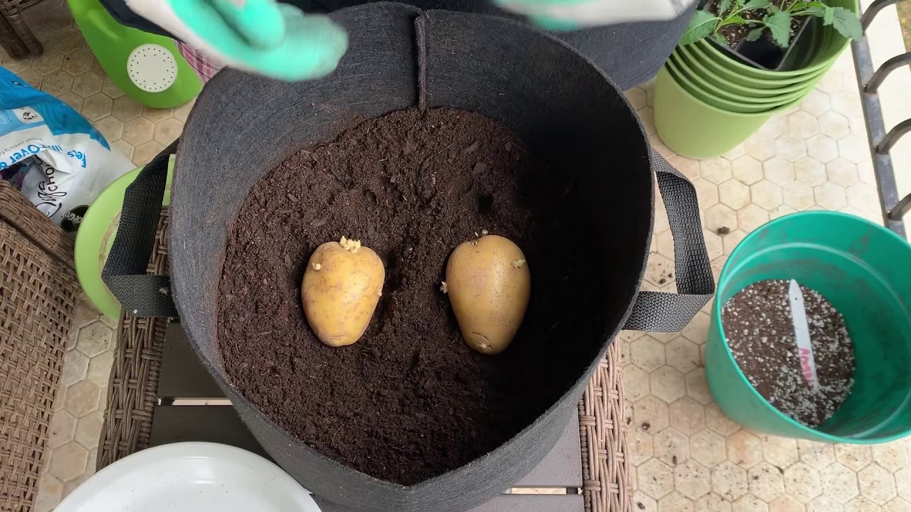How to plant determinate (Yukon Gold ) potatoes in a grow bag