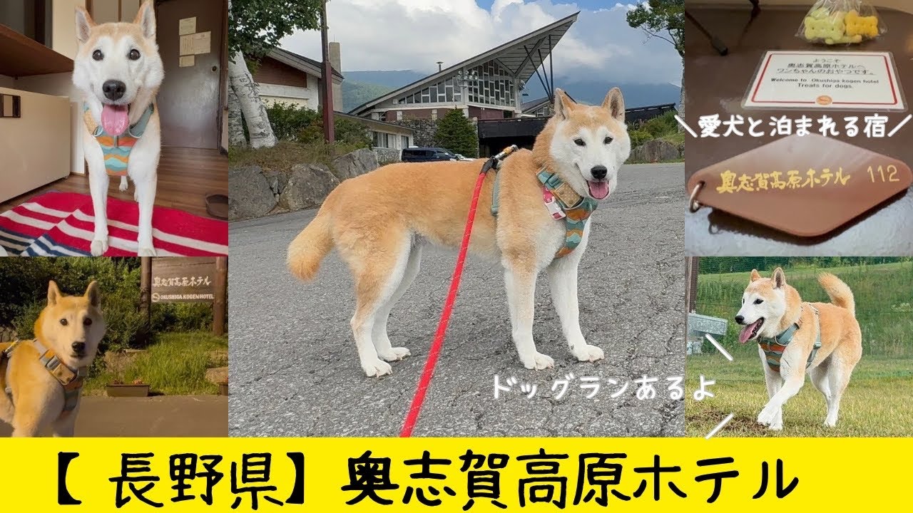 【長野県】奥志賀高原ホテル｜愛犬と泊まれる宿の施設紹介＆柴犬14歳の過ごし方