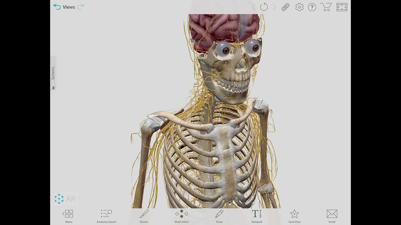 Nervous system 4