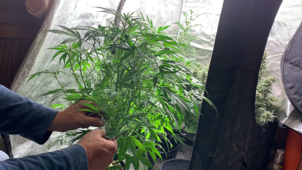 Growing autoflowers: Defoliate or not? Ep2 second defoliation