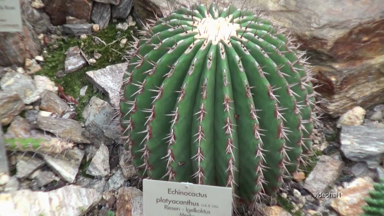 Botanischer Garten.Berlin die Tropenhäuser