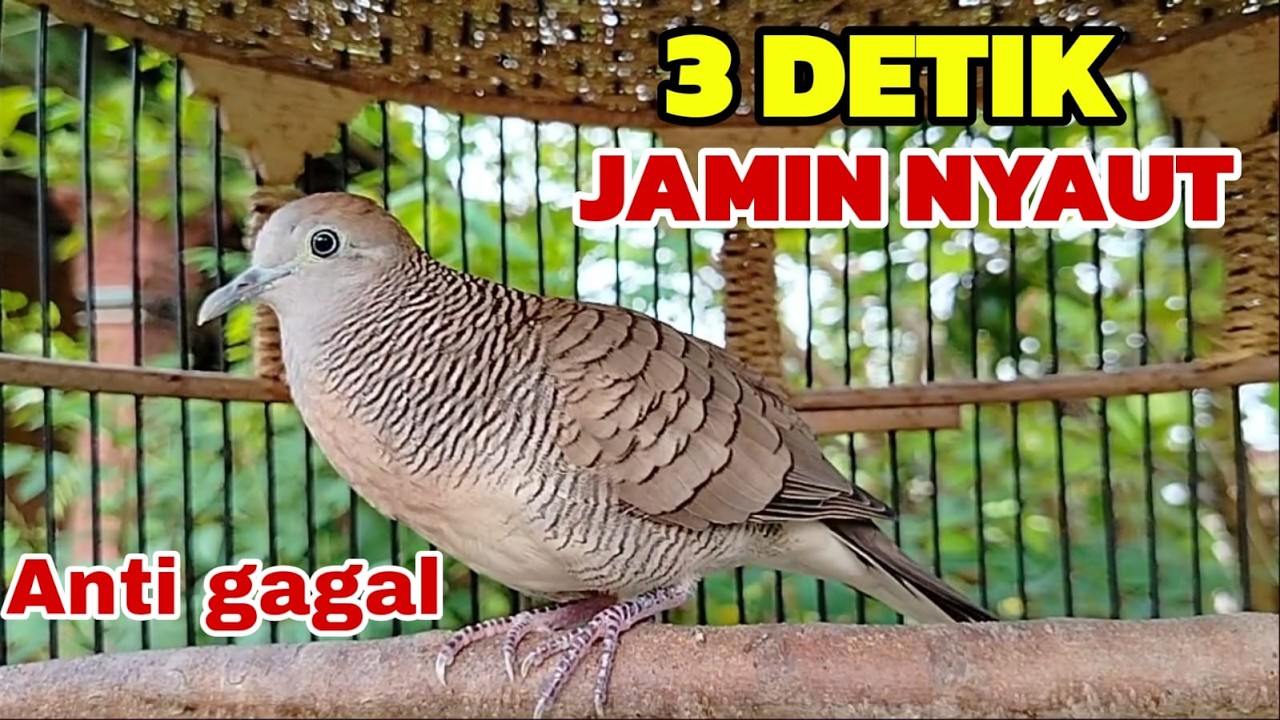 Pancingan perkutut Anti gagal 3 DETIK Jamin NYAUT