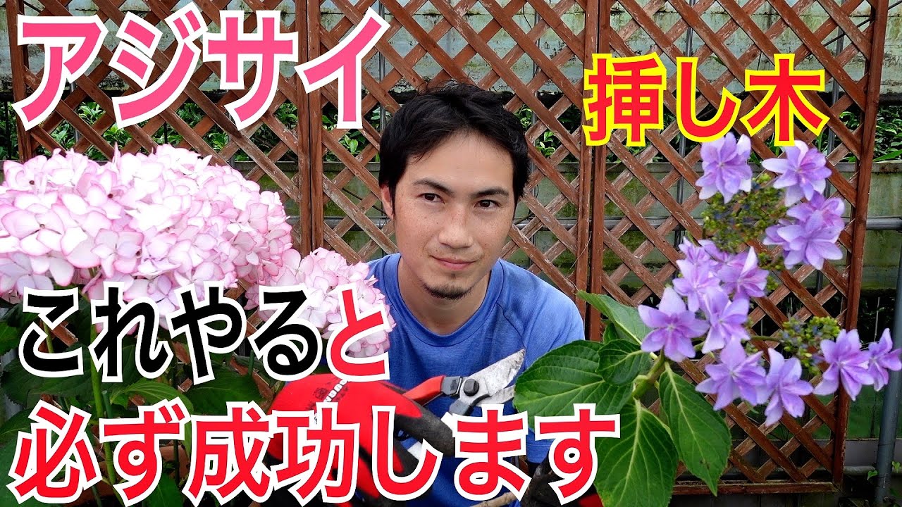【アジサイ】増やし方、挿し木のやり方を実践で解説します。挿し木から植え替えまですべての流れがわかります。