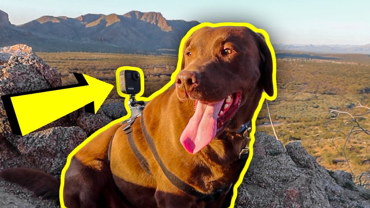 Hiking With A GoPro On My Dog!