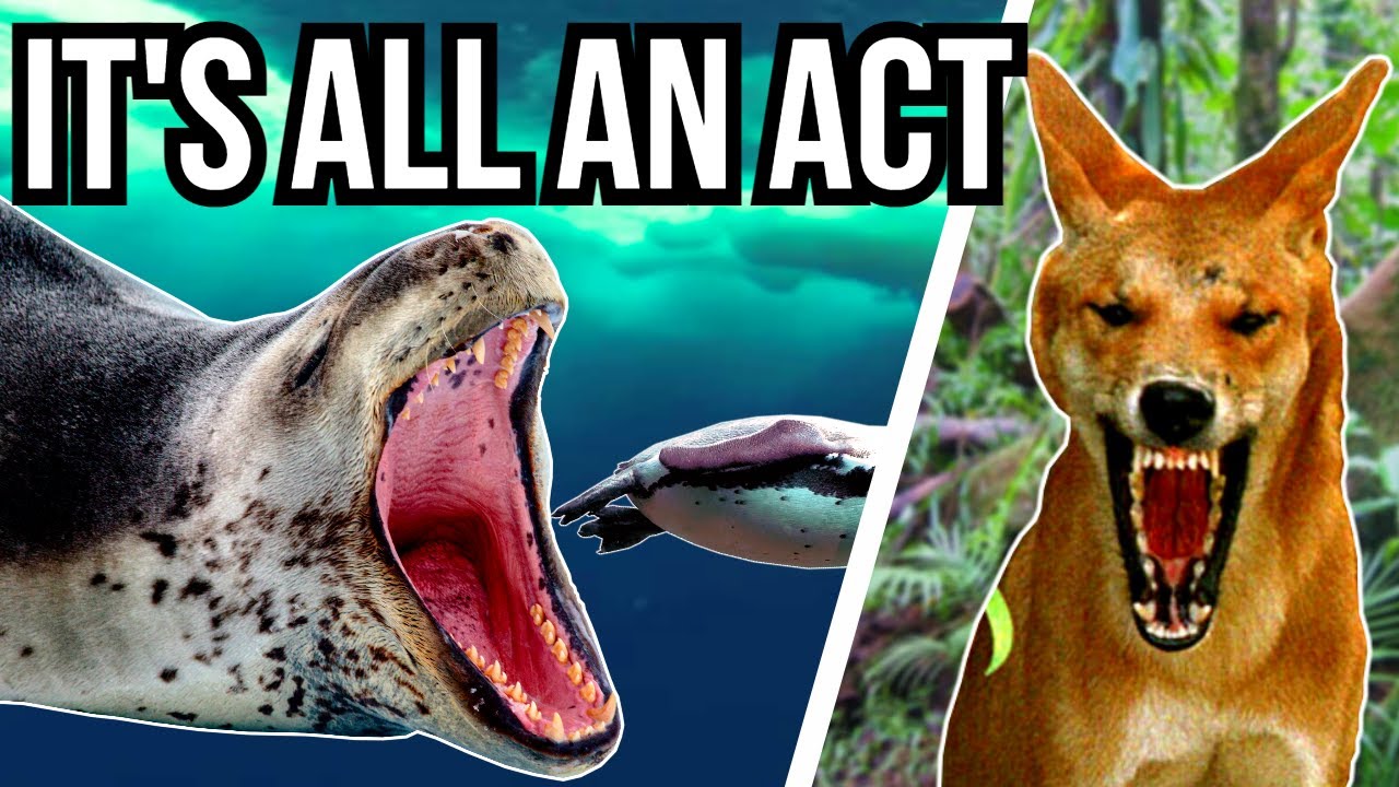 5 Cute Animals That Are Secretly Brutal