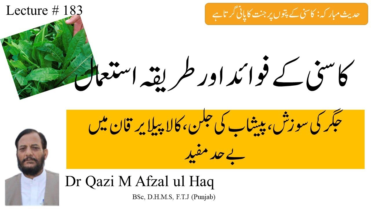 kasni k fawaid| kasni k fayde| benefits of Kasni (chicory) by Dr Afzal ul Haq