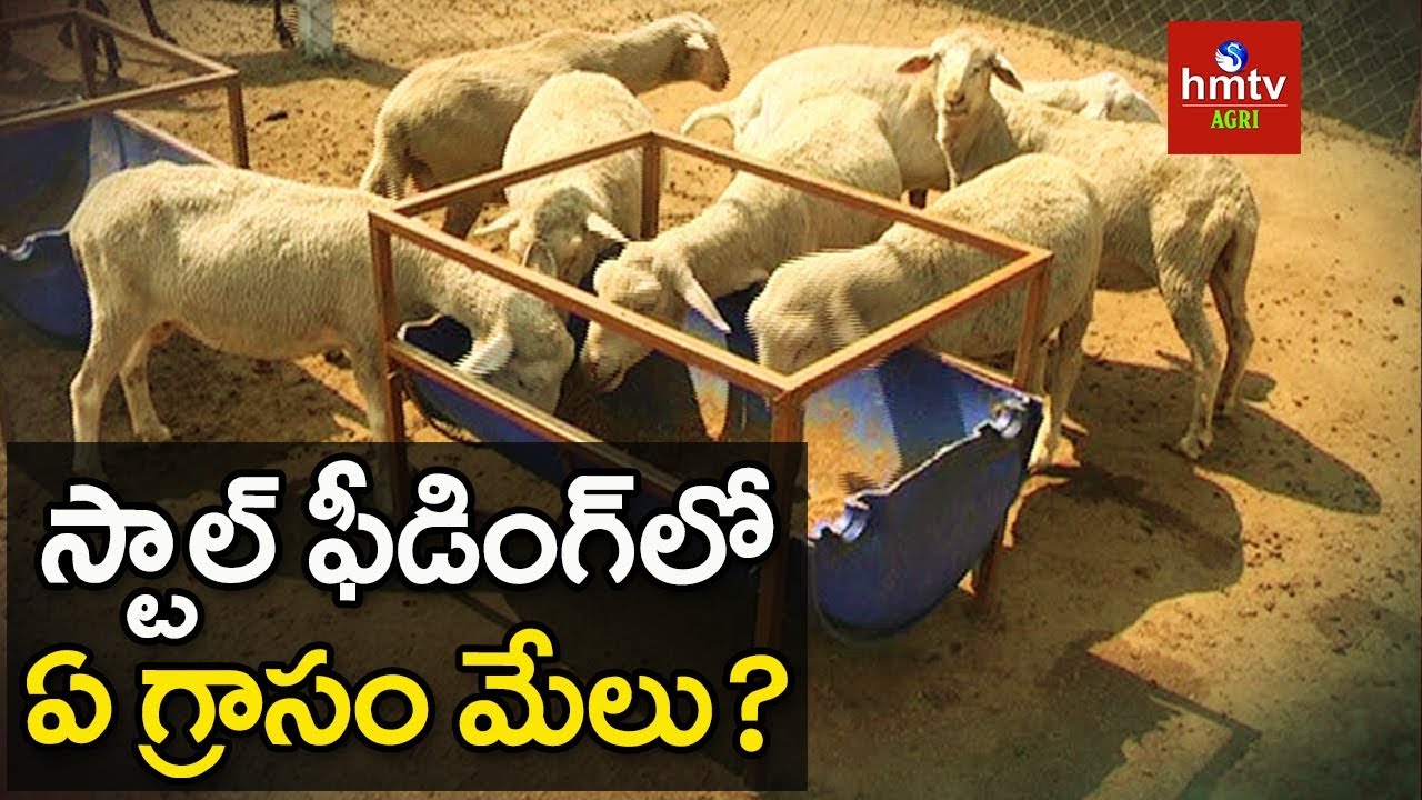 స్టాల్ ఫీడింగ్ విధానంలో ఏ మేత ఇవ్వాలి ? | What to Feed Goats in Stall Feeding System | hmtv Agri