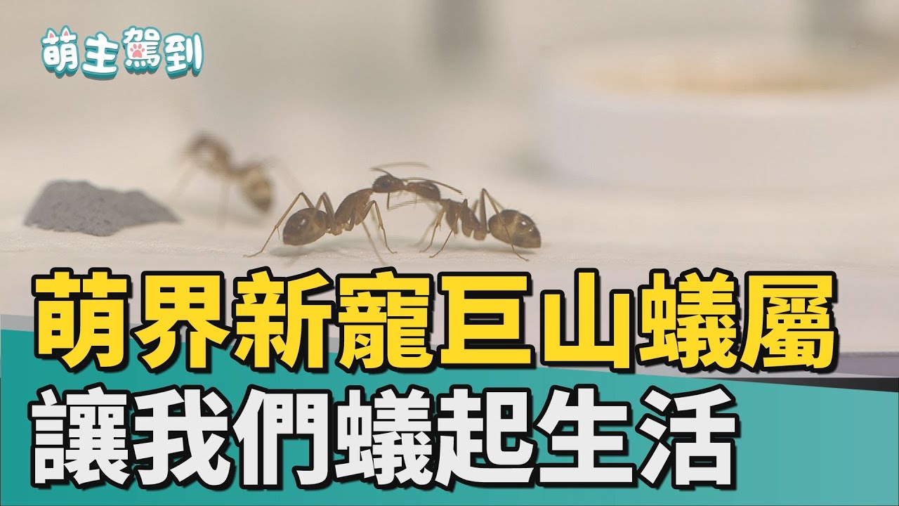 萌主駕到 | 蟻起生活