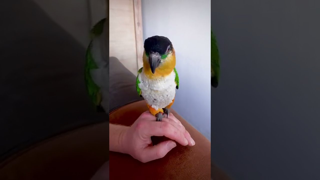 CAIQUE TRIES TO TALK #2