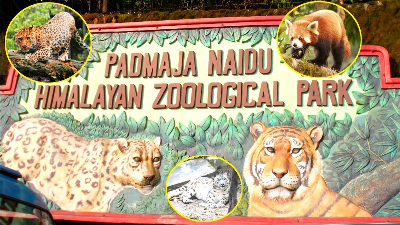 Darjeeling zoo || দার্জিলিং চিড়িয়াখানা || Darjeeling tour