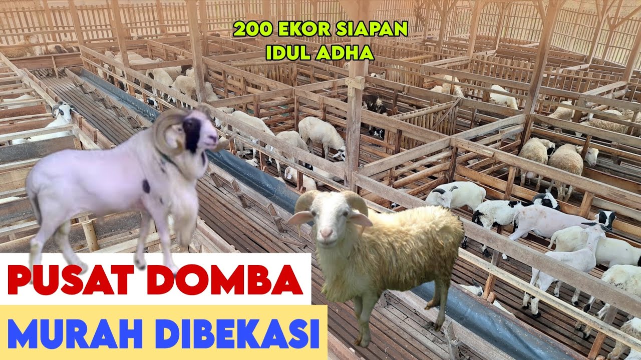PUSAT DOMBA MURAH KANDANG TERBESAR DI BEKASI DARI YANG EKONOMIS SAMPAI JUMBOAN UNTUK QURBAN 2026