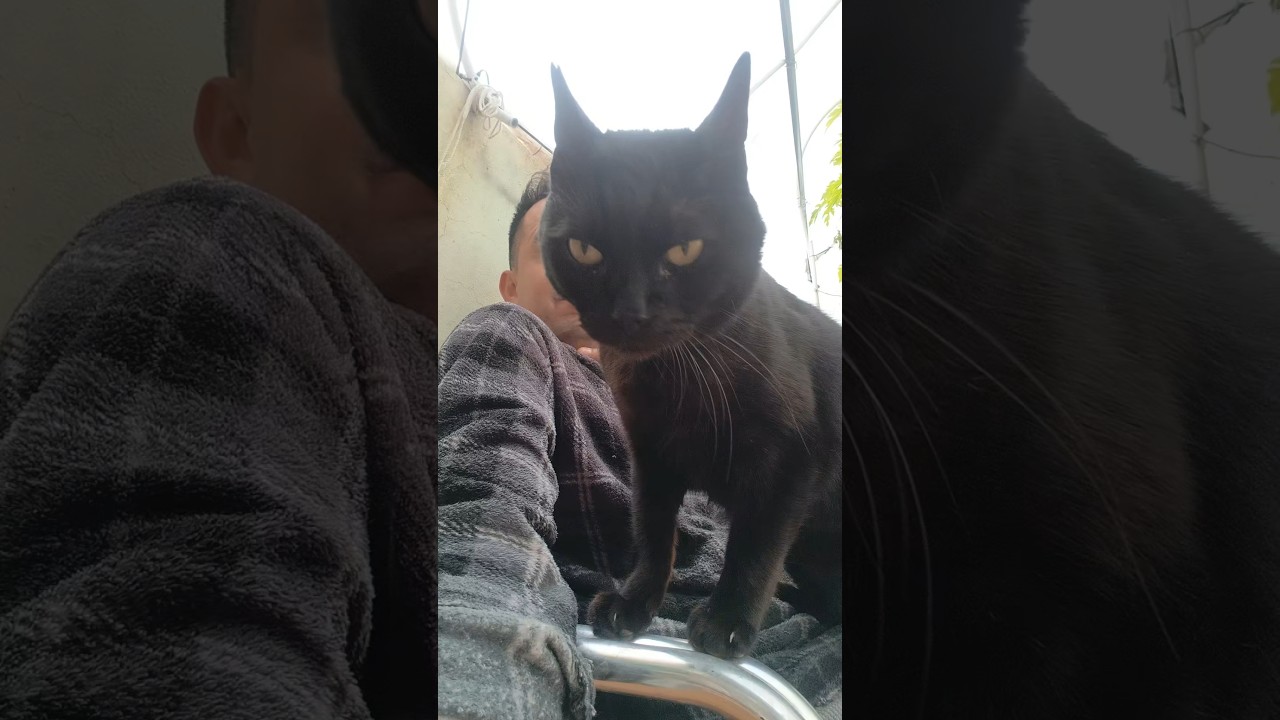 #cat