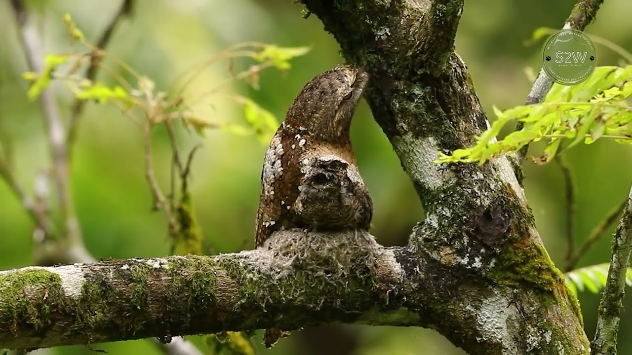 Frogmouth Bird